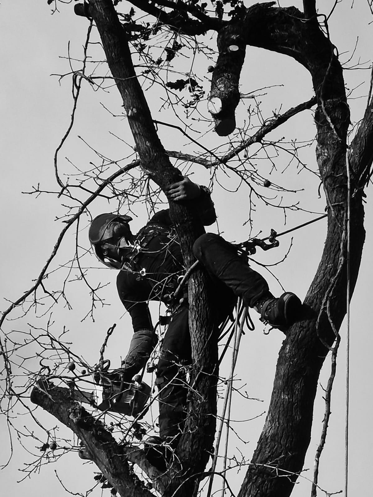 Eric Lucas, arboriste grimpeur dans les Landes pour l'entreprise d'élagage THL Landes