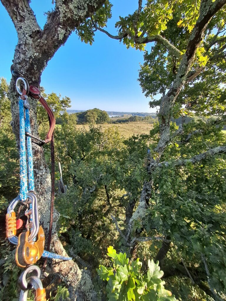 Accroche d'un aboriste grimpeur travaillant pour une entreprise d'élagage dans les Landes.