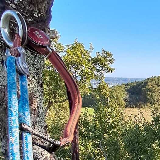 Mousqueton d'un aboriste grimpeur travaillant pour une entreprise d'élagage dans les Landes.