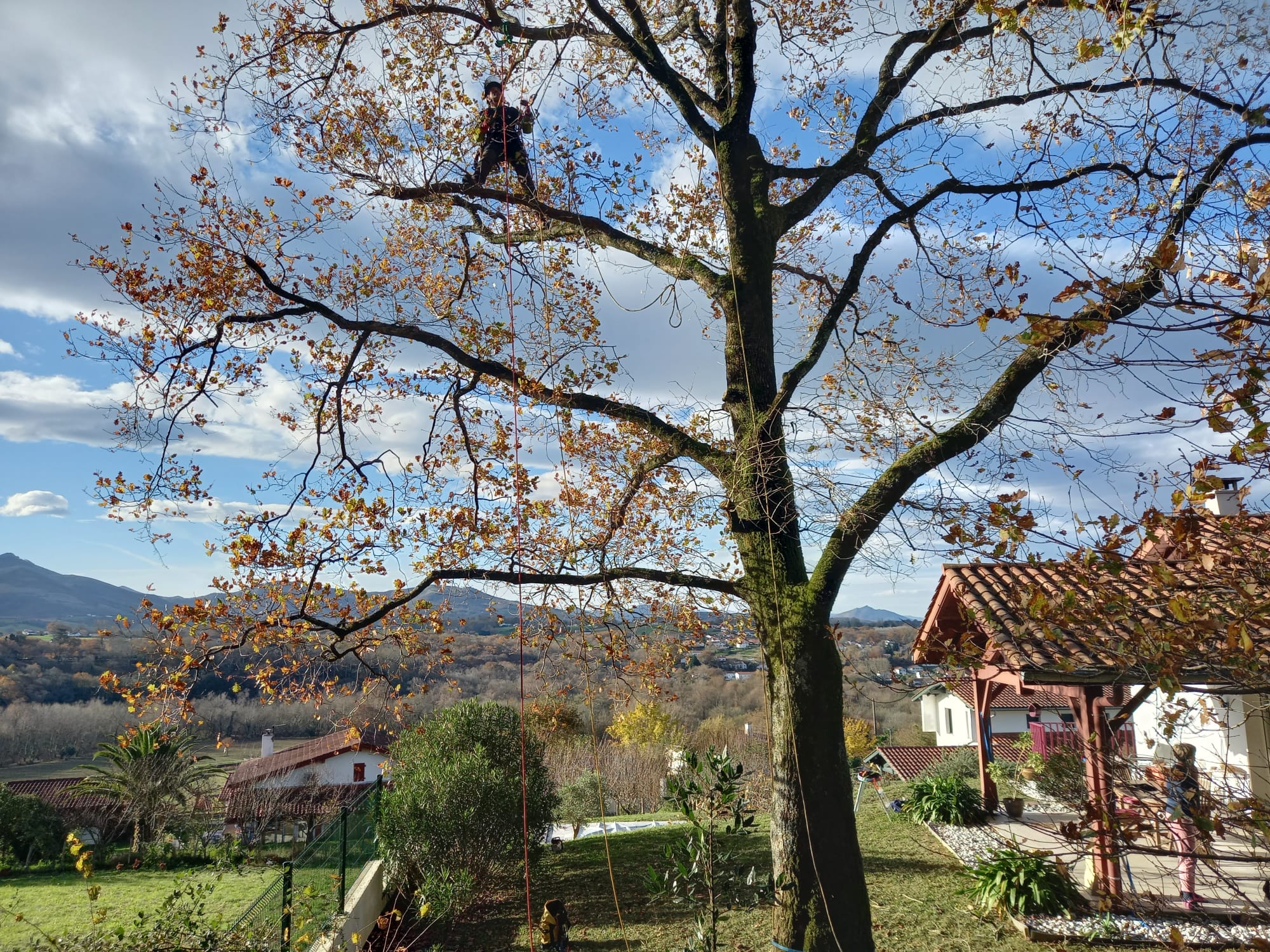 Elagage dans les Landes, taille de branches altérées par le vent sur un chêne dnas le Pays Basques.