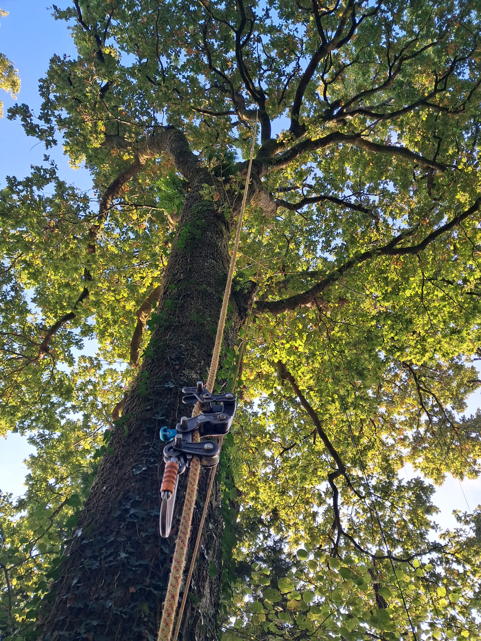 Travail d'élagage dans les Landes pour la taille de réduction pour un chêne à Arcangues .