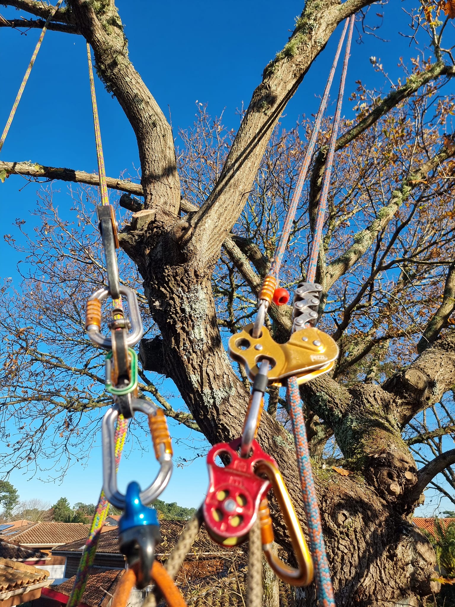 Sécurité par les cordes pour un arboriste grimpeur
