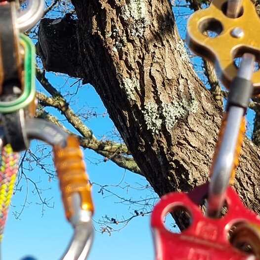 Sécurité par les cordes pour un arboriste grimpeur