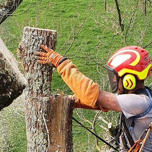 Débitage d'un arbre à la scie par l'entreprise d'élagage THL et d'Eric Lucas.