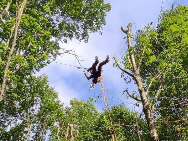 Arboriste grimpeur - élagueur landes prestation sur corde