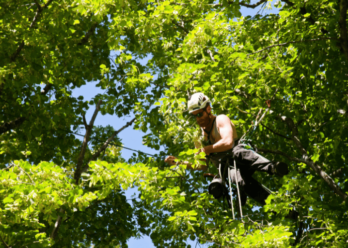 Arboriste grimpeur ou élagueur : quelle différence et qui choisir ?