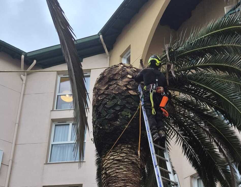 Entreprise d'élagage dans les Landes, coupe d'un palmier.