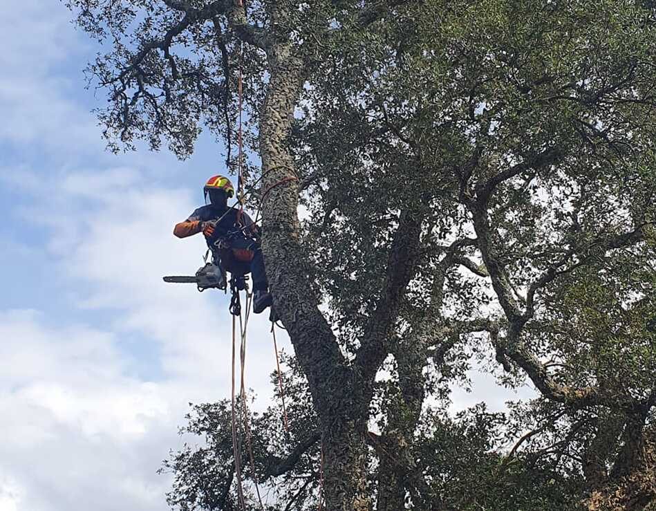 Travail d'élagueur dans les Landes dans le respect de l'arbre.